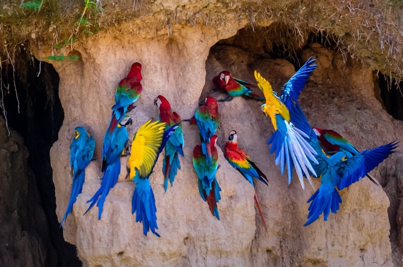 Parrots in the clay licks in Manu
